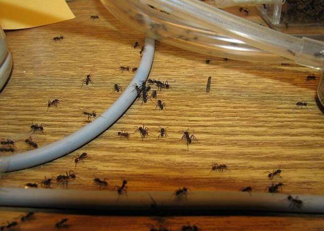 Вас уже замучили мурашки в будинку? Є дієвий спосіб позбутися їх на довго!