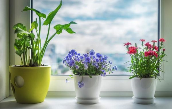 Ці три кімнатні рослини мають бути в кожному будинку. Вони зміцнюють сім’ю і приносять щастя