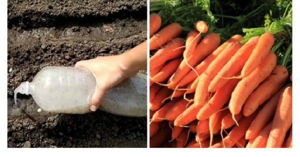 Зробіть ЦЕ і у вас буде шалений урожай моркви. Все, що вам потрібно: насіння і пляшка – і коренеплоди навіть проріджувати не потрібно.