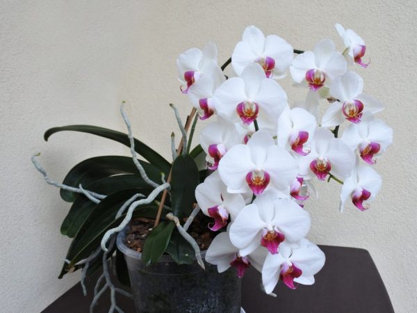 Листя росте, а орхідея не квітне? Ці маленькі хитрощі допоможуть швидко виправити ситуацію і вже за місяць побачити квітконоси