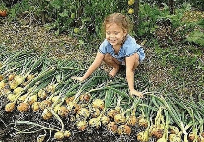 Аби щороку не мучитися питанням «чому знову цибуля не вpoдила», прочитайте і збережіть кілька моїх секретів догляду за нею