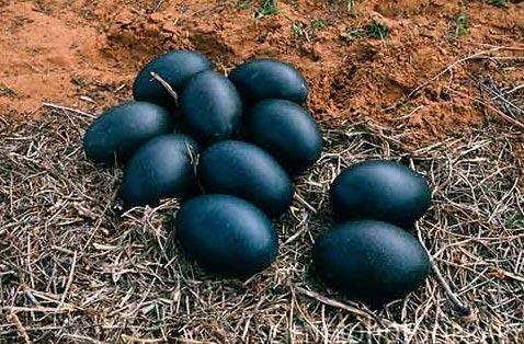 Чоловік з Вінничини знайшов дивні яйця чорного кольору – коли він побачив, що з них вилупилося, то був шокованuй