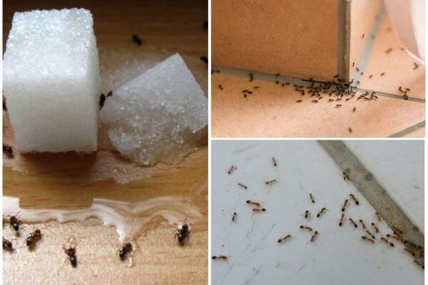 Збережіть собі! Простий і дієвий спосіб позбутися мурах в будинку, який мене врятував…