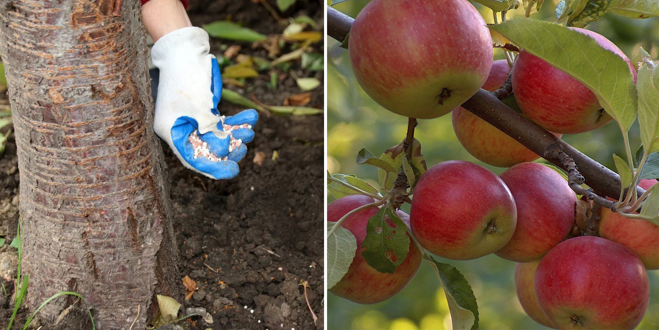 Ефективні добрива для рясного плодоношення яблуні. Перша весняна підгодівля