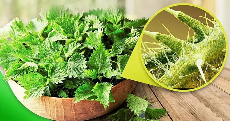 Це рослина, яку багато хто вважає бур’яном: 10 важливих причин їсти листя кропиви