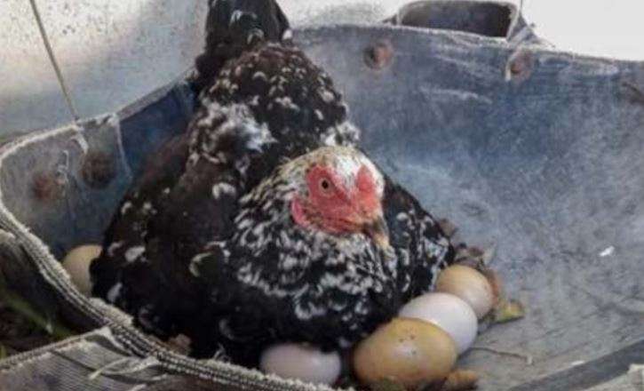 Фермер був впевнений, що його курка висиджує яйця. Він підійшов зовсім близько і не повірив своїм очам!