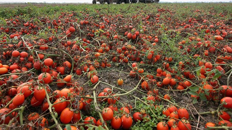 Помідорів – греблю гати! Добриво своїми руками для розкішного врожаю і ніякої хімії