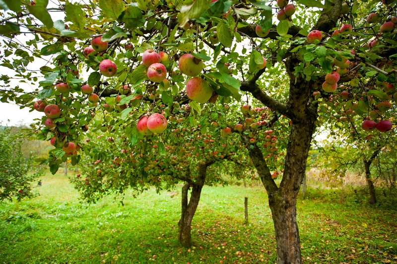 Навіщо Садоводи вбивають іржавий цвях у яблуню!! Збережіть собі щоб не загубити