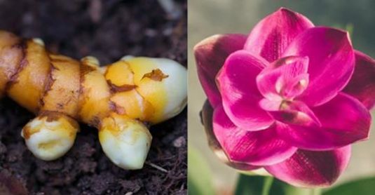 Всі впевнені, що це особливий сорт орхідеї. Насправді я вирощую куркуму, і вона значно красивіша і корисніша. Всього 10 місяців – і у вас вдома цвітуть прекрасні, ні на що не подібні, квіти!