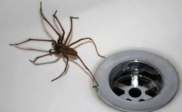 “Ніколи, чуєш, ніколи не вбuвaй павука у власному будинку!” – кричала мені услід бабуся! Лише згодом я зрозуміла чому