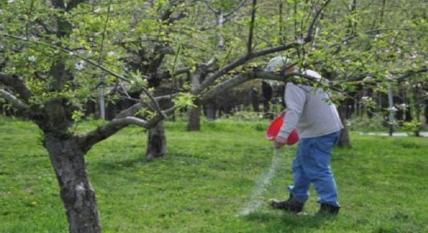 У мого 90-річного сусіда завжди шикарний урожай яблук. Яблуневий сад – то його життя. Він поділився основними секретами правильного догляду за яблунями