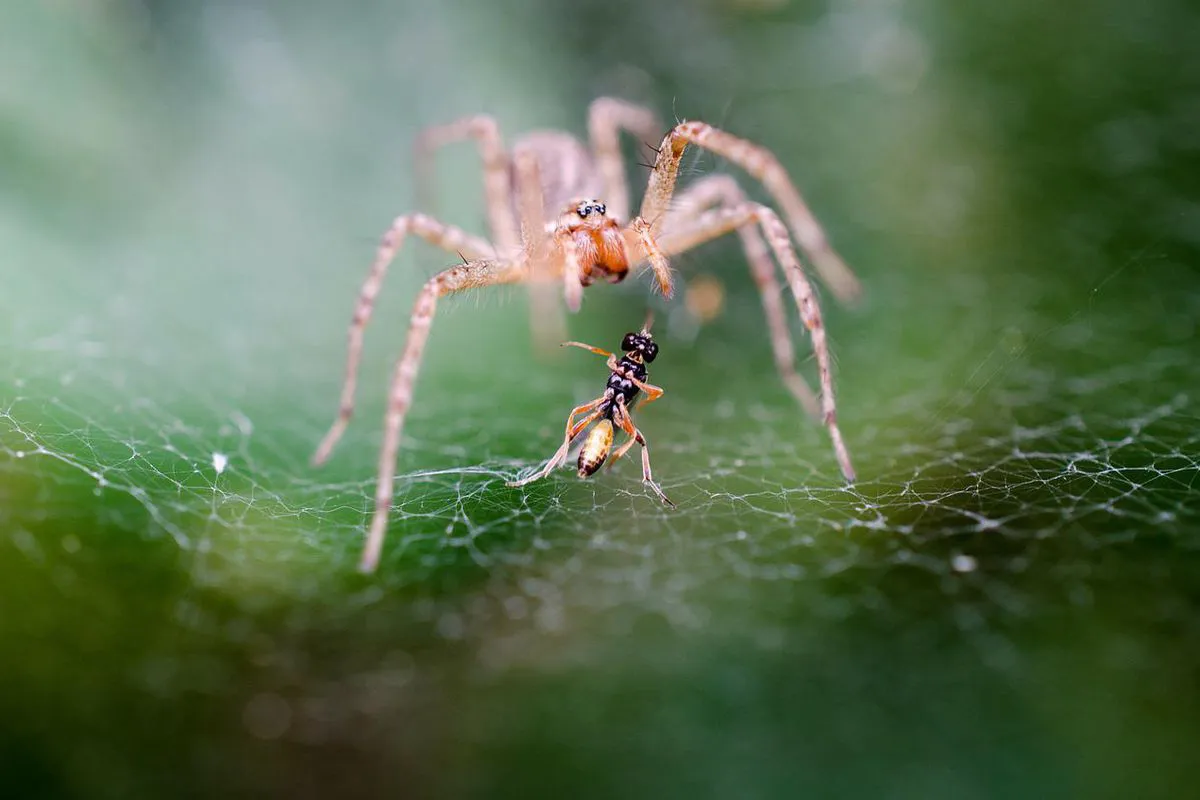 Чому в будинку з’являється багато павуків і чи дійсно це проблема…І чому їх не можна ображати ?