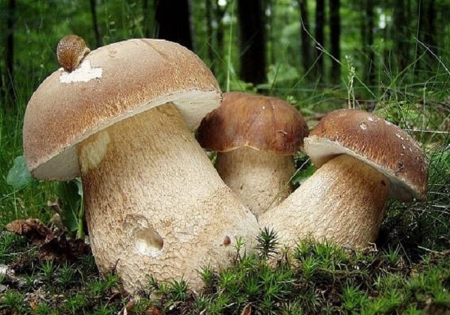 Як відрізнити отруйні гриби від їстівних: 10 правил, що дозволяють уникнути смертельн0ї помилки