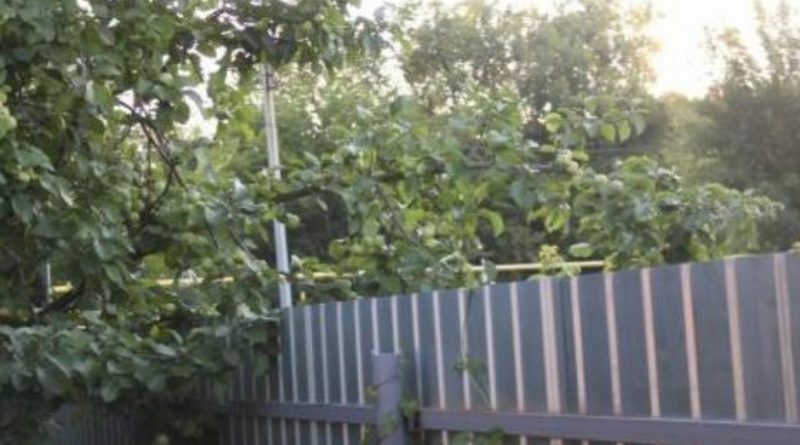 Сусідка відмовляється пиляти звисають гілки яблуні і вишні через наш паркан: як вирішили проблему
