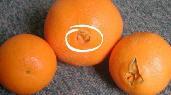 Тепер я уважно вибираю апельсини. І чому я раніше не знала про це!