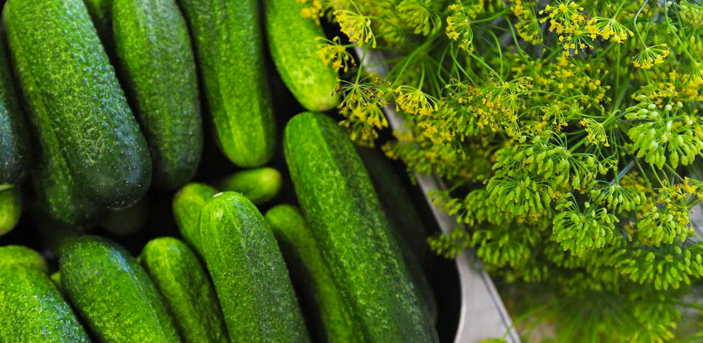 Як зберегти огірки свіжими більше місяця: лайфхак для шанувальників соковитого овоча