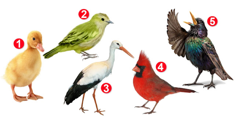 Птах, якого ви виберете, розповість про особливості вашого характеру та ставлення до життя