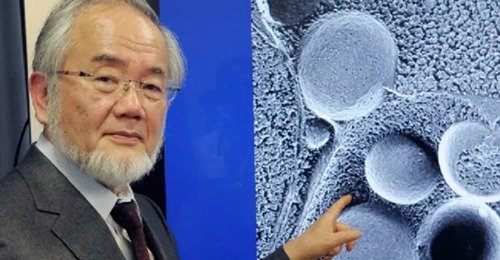 Одноденне голодування: за це відкриття японський біолог Осумі отримав Нобелівську премію