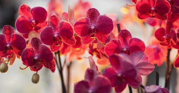 Орхідея – сильний жіночий талісман! Прикмети про орхідею вдома!