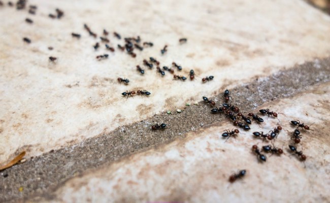 Як позбутися від мурашок в будинку: 6 простих способів