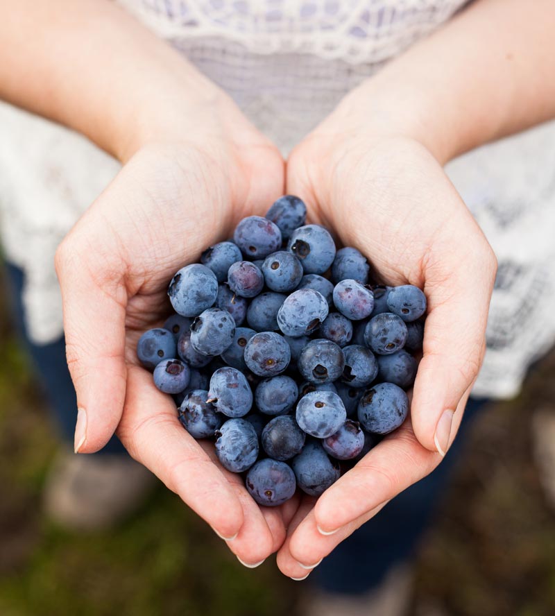 Чому потрібно їсти ЛОХИНУ: користь і протипоказання до вживання ягоди