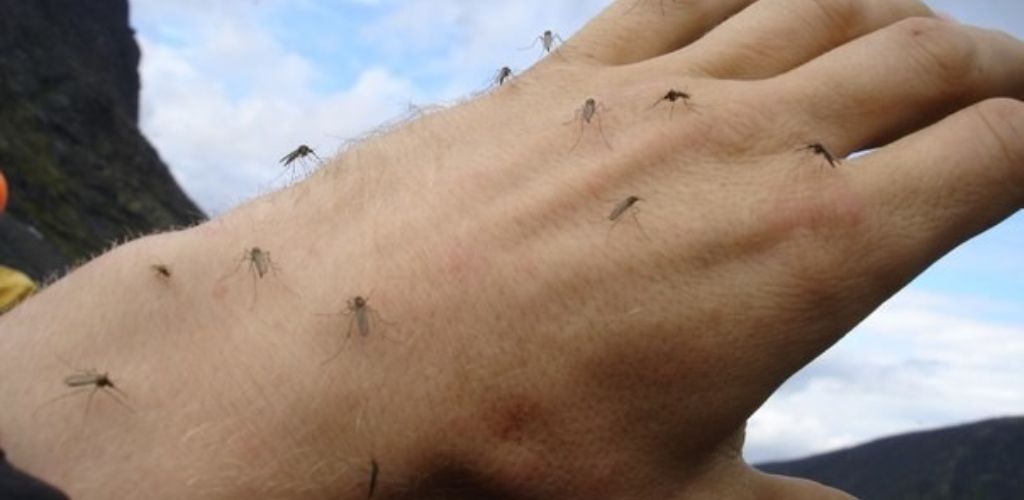Простий спосіб позбутися від комарів