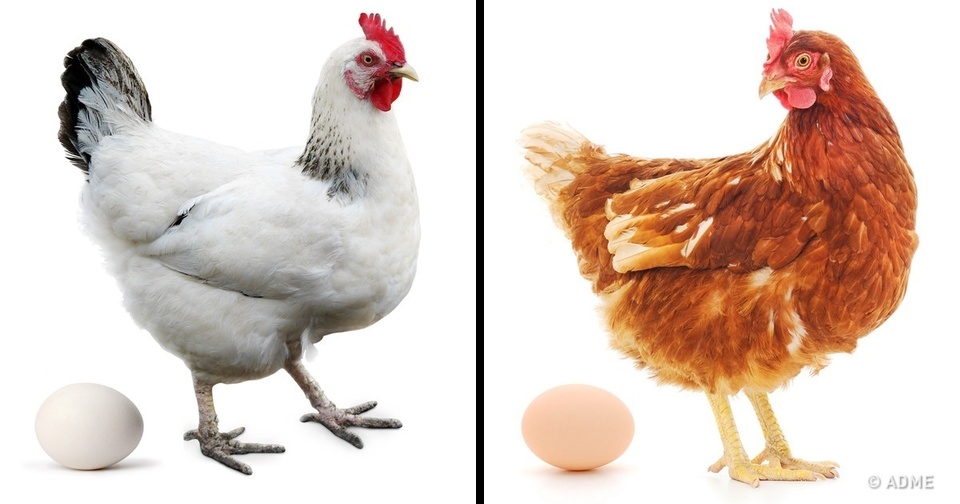 Яка різниця між білими та коричневими яйцями? Про це знають одиниці