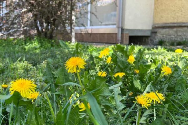 Перед самим весіллям я дізнаюся, що у мого нареченого є інша жінка. Його мамі вона подобалася більше, ніж я, тому моя майбутня свекруха настояла на тому, щоб її син покинув мене. Вадим послухав маму, прийшов до мене, спокійно повідомив, що ніякого весілля не буде, і через місяць одружився з іншою. А я якраз зрозуміла, що чекаю дитину. Про це я відразу розповіла і Вадиму, і його мамі, але вони мені не повірили