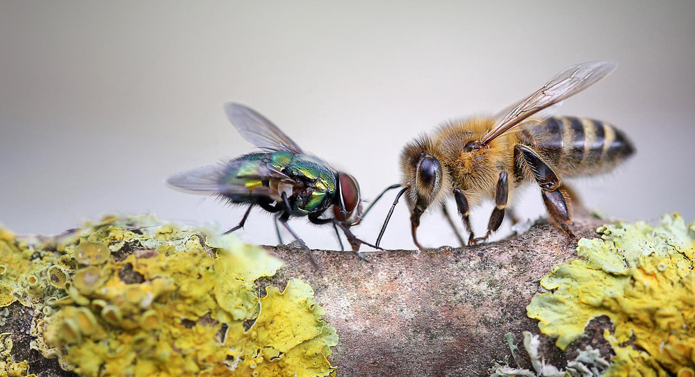 Сильна притча про бджолу і муху: для тих, хто звик звинувачувати інших