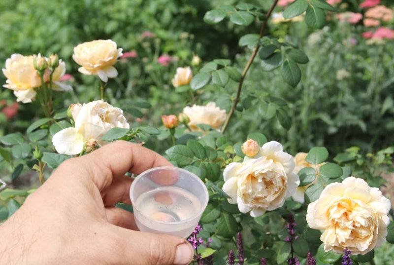 Як і чим підживлювати троянди після зими для пишного цвітіння