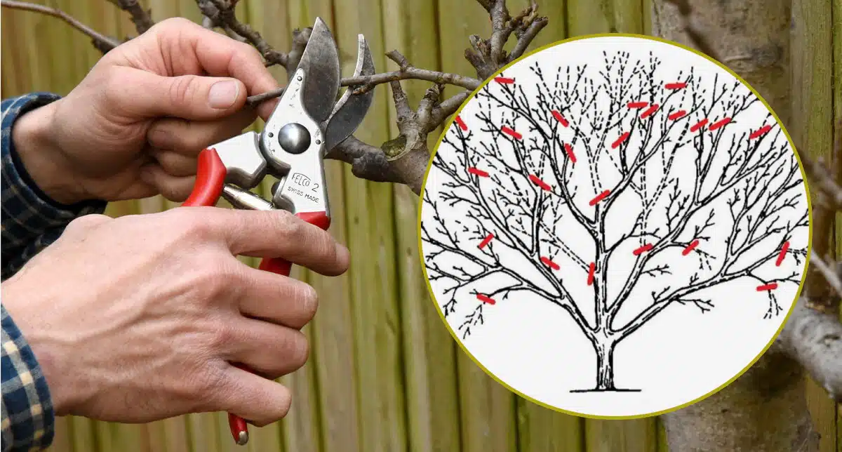 Терміни обрізки плодових дерев: зробіть це вчасно, щоб гарно вродили у цьому році