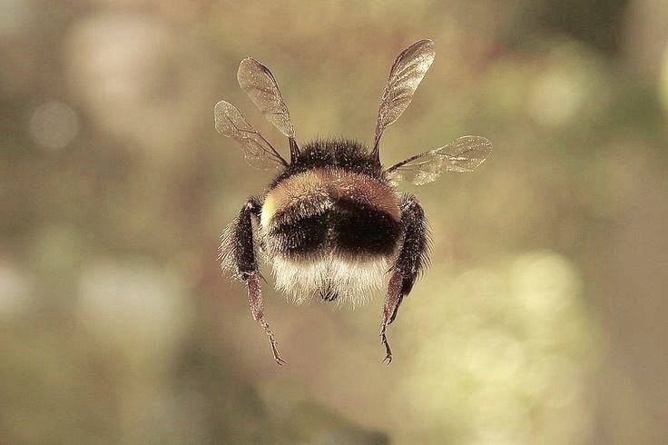У НАСА (космічний науковий центр) висить плакат із бджолами, на якому написано
