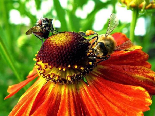 Сильна притча про бджолу і муху: для тих, хто звик звинувачувати інших. Повірте, прочитавши її, ви змінитесь назавжди