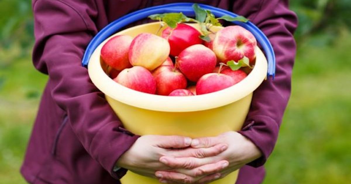 Притча про недоброго сусіда “Відро з яблуками”
