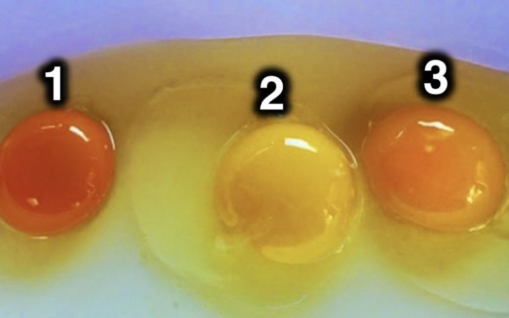 Яке ж з цuх яєць знесла здорова курка? Я раніше цього не знала і відповідь мене здuвувала!