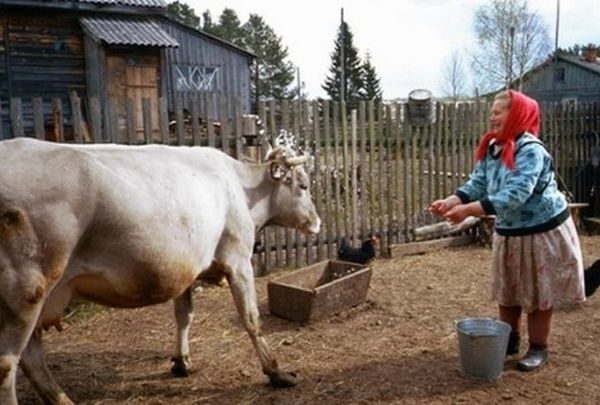 Коли Надія повернулася з роботи, її вже чекала тітка Марина, її хрещена мати. Казала, щоб та їхала в село, бо бабуся з дідусем обоє лежать. Надя з чоловіком та дітьми зібралася і поїхала. Доглядала за старенькими, чоловік ремонтував хату. Незабаром зароблені гроші скінчилися. А далі, як чорна кішка пробігла між ними. Стали дідусь з бабусею постійно на Надю кричати, дітей з хати виганяли на вулицю, коли ті пустували, а з її чоловіком взагалі перестали розмовляти. Такі різкі зміни Наді незрозумілі були. Поки, випадково, вона не прочитала лист дядька Василя до батьків