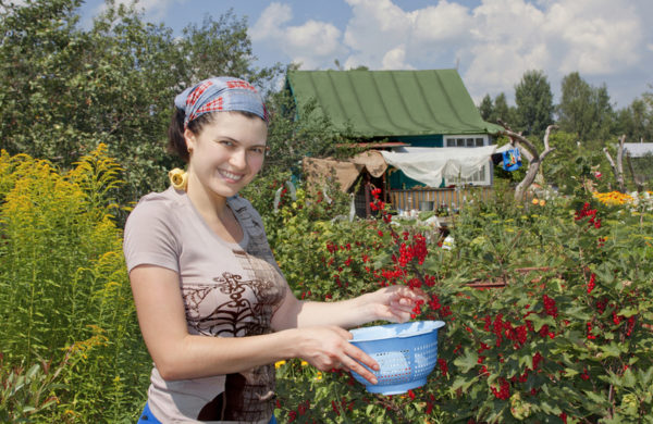 Кажуть, з сільської дівчини міську зробити легко, а навпаки – навряд чи вийде. Міською Надія стала в короткий термін. Перейняла все, що треба було для цього, від однокурсниць. І фарбуватися, і одягатися стала не гірше. А красою і статтю її Бог нагородив. Надійка сподобалася Глібу, синові завідувача кафедрою філософії. Вона його так захопила своєю незвичністю, що він і не помітив, як безнадійно закохався в дівчину і вирішив з нею одружитися. Для дівчини знайомство з батьками коханого пройшло благополучно, зате нареченого після цього знайомства навчали до півночі: “Ти подумай. Вона ще пахне коров’ячим перегноєм».