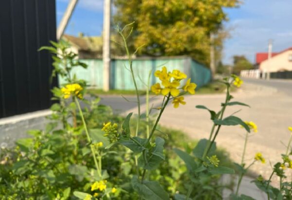 Родичі мого чоловіка вирішили за мене, що мені робити з спадком. Вони наполягають на тому, щоб я продала земельну ділянку, там місце хороше, можна буде виручити непогану суму, а гроші вкласти в ремонт будинку, в якому ми живемо, тобто – мої гроші в їхній будинок