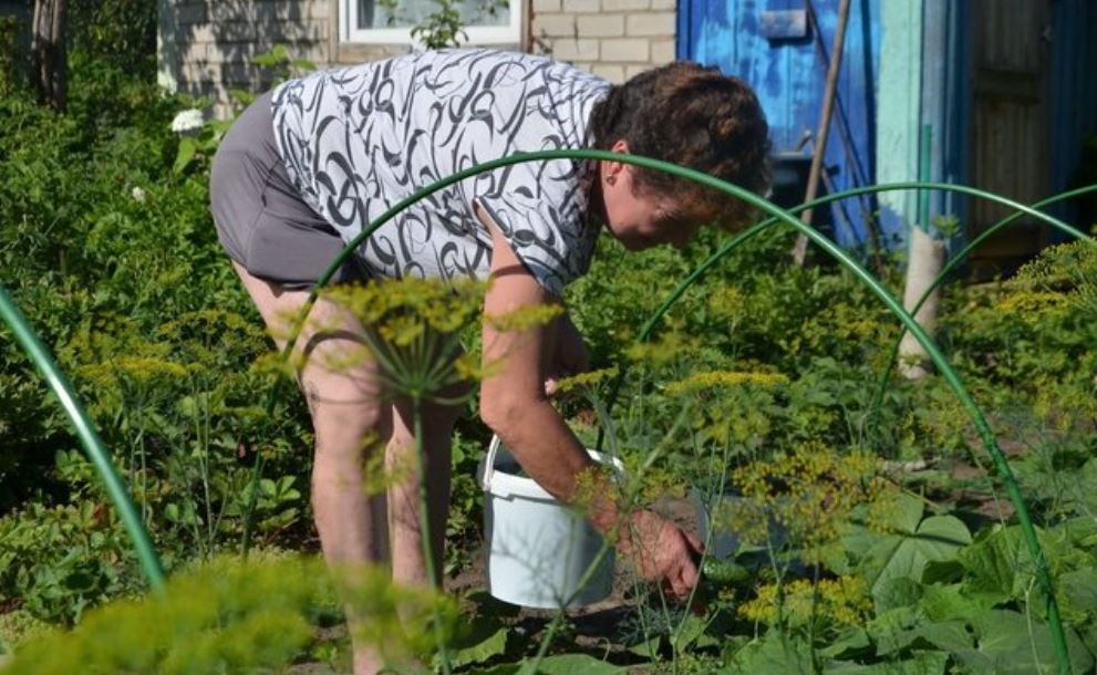 Таня нерішуче підійшла до воріт. Раптом вона побачила старого чоловіка. – Що вам треба? – Запитав він. Таня засоромилася і відповіла: – Розумієте, я шукаю Віктора. Він тут живе? – А навіщо він тобі? Таня ще більше зніяковіла: – Розумієте. Вона покликала сина. – Це його син