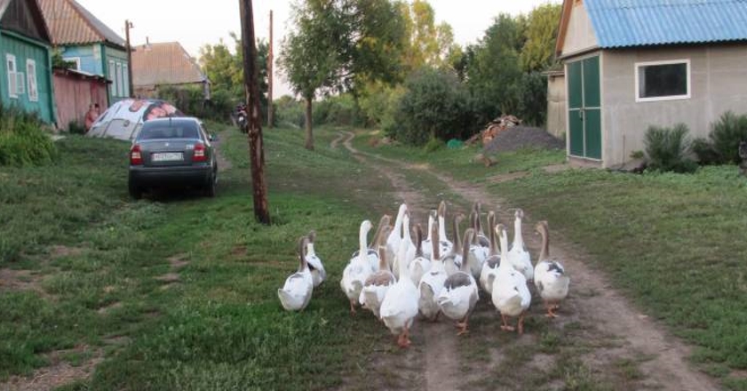 Надя поспішала після роботи додому, несучи важкі сумки з продуктами. Вона захекавшись вбігла додому. Повела носом і відчула, як з кухні пахне чимось смачненьким. – Мама прийшла, – вибігли діти. Чоловік підхопив сумки і відніс на кухню. – А ми тут з татом готуємо плов. Надя здивовано підняла брови. Роздяглася і пройшла на кухню. Від побаченого вона остовпіла