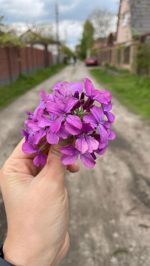 Я вже тричі брала до рук телефон і тричі клала його на місце. Чоловік просить не втручатись і просто не звертати уваги на те, що коїться у дворі сусідки. Але як то можна на таке очі закрити? І хочу набрати Марію і всю правду викрити, і слова чоловіка у голові звучать