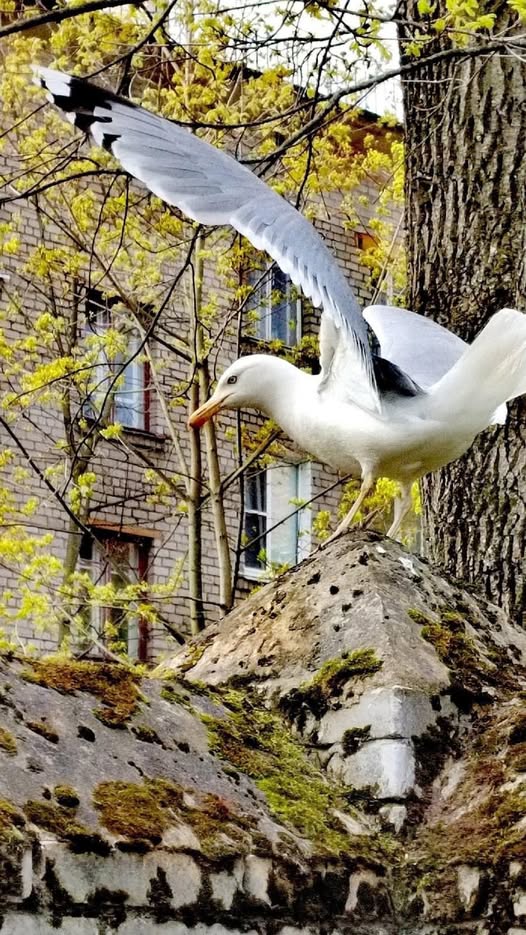 Було вже пізно, як раптом в квартирі Варвари Петрівни пролунав дзвінок у двері. Вони з квартиранткою Вірою переглянулися, і бабуся сказала: – Петрик, мабуть, племінник мій. Давно не був, от і вирішив мене провідати. Старенька вийшла в коридор, запитала хто там, і відчинила двері. Почувся чоловічий голос, а потім радісний гомін господині. – Проходь, дорогенький, ти якраз до чаю! – припрошувала жінка. – Вірочко, став чайник, посидимо втрьох! І тут на кухню зайшов він! Віра глянула на гостя і аж присіла від несподіванки