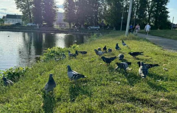 Свекруха повернулася від подруги, у якої гостювала майже чотири місяці, і ми всі разом поїхали до неї у гості. Виглядала вона чудово. Вона наче помолодшала за цей час. Але найцікавіше було попереду, коли ми зайшли до вітальні, то побачили незнайомого чоловіка. Він тримав на руках немовля. Незручну паузу перервала свекруха: – Діти, познайомтеся. Це Микола. Мій чоловік. А це – наша донечка