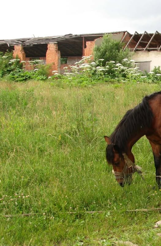 — Якщо ти сьогодні ж не повернеш мені борг по-хорошому, синку! То завтра вже будемо розмовляти по-поганому