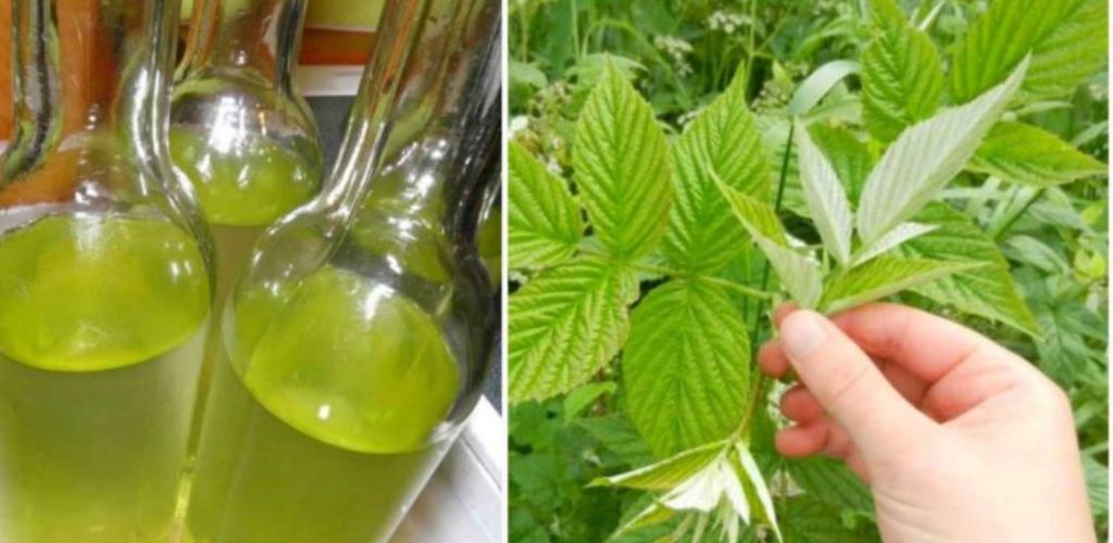 Настоянка з малинового листя! Заспокоює нерви, лікує захворювання серця, бронхіальну астму, загоює рани й висипання!