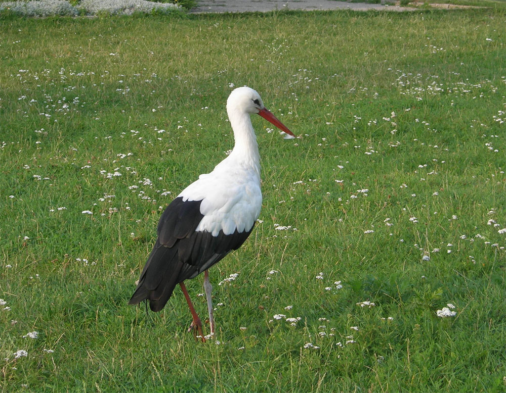 “Ти не права, – каже мені мама вкотре. – Він усе вже зрозумів і усвідомив, не бачиш – кається. То вже гордість у тобі говорить. Нею ти дітей сиротиш, бо життя, то не чорне і біле”. Слухаю і усміхаюсь, бо вона поняття не має про що нині просить. Та й усі, хто мені співають пісні от такі не усвідомлюють, що то не помилка зі сторони чоловіка була