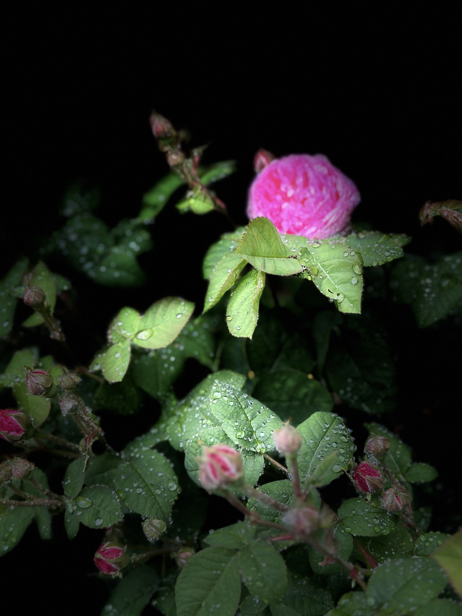 Йшов мій чоловік до молодшої жінки і так вже хвалився, так вже роздувався від гордості і щастя, а тепер, що? Стоїть на хрестинах, мов у воду опущений, але ж ти сам того хотів!