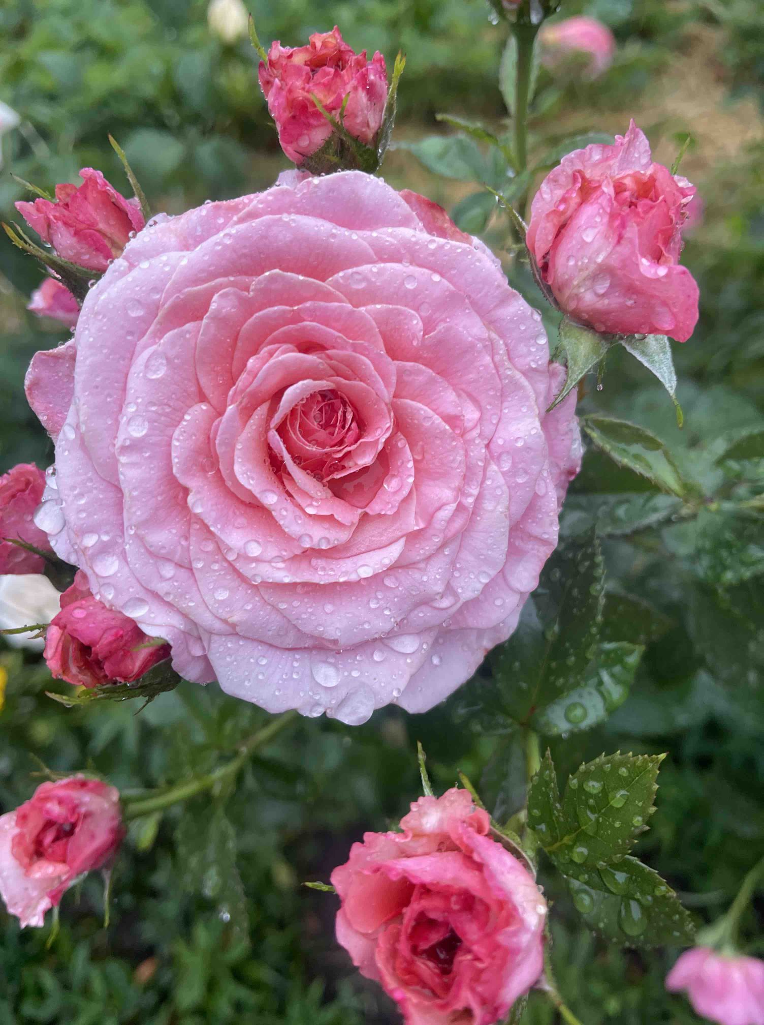 Шанс на щастя, на сім’ю