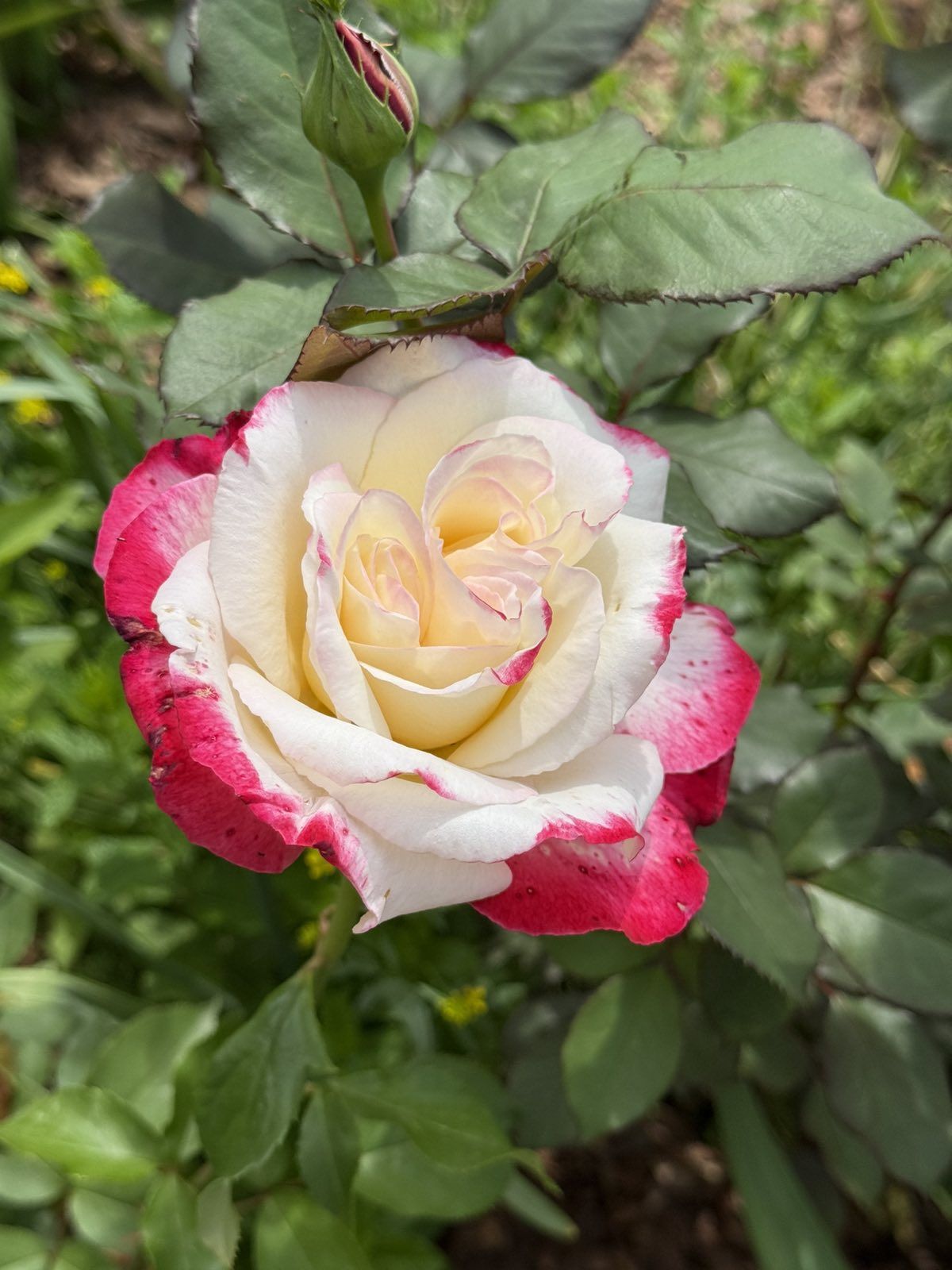 Це рушник мого чоловіка, мамо, ну невже так важко запамʼятати? – дочка це сказала таким тоном, наче я не в рушник руки витерла, а зарплату зятя собі забрала. Відколи я приїхала додому, то лише чую картання в свою сторону – не так сіла, не там стала, не в тій чашці чай зробила, не той рушник взяла. От кому це сподобається? Додому я приїхала у відпустку на кілька тижнів, планую побути до Великодня, але мені не подобається те, що я вдома бачу