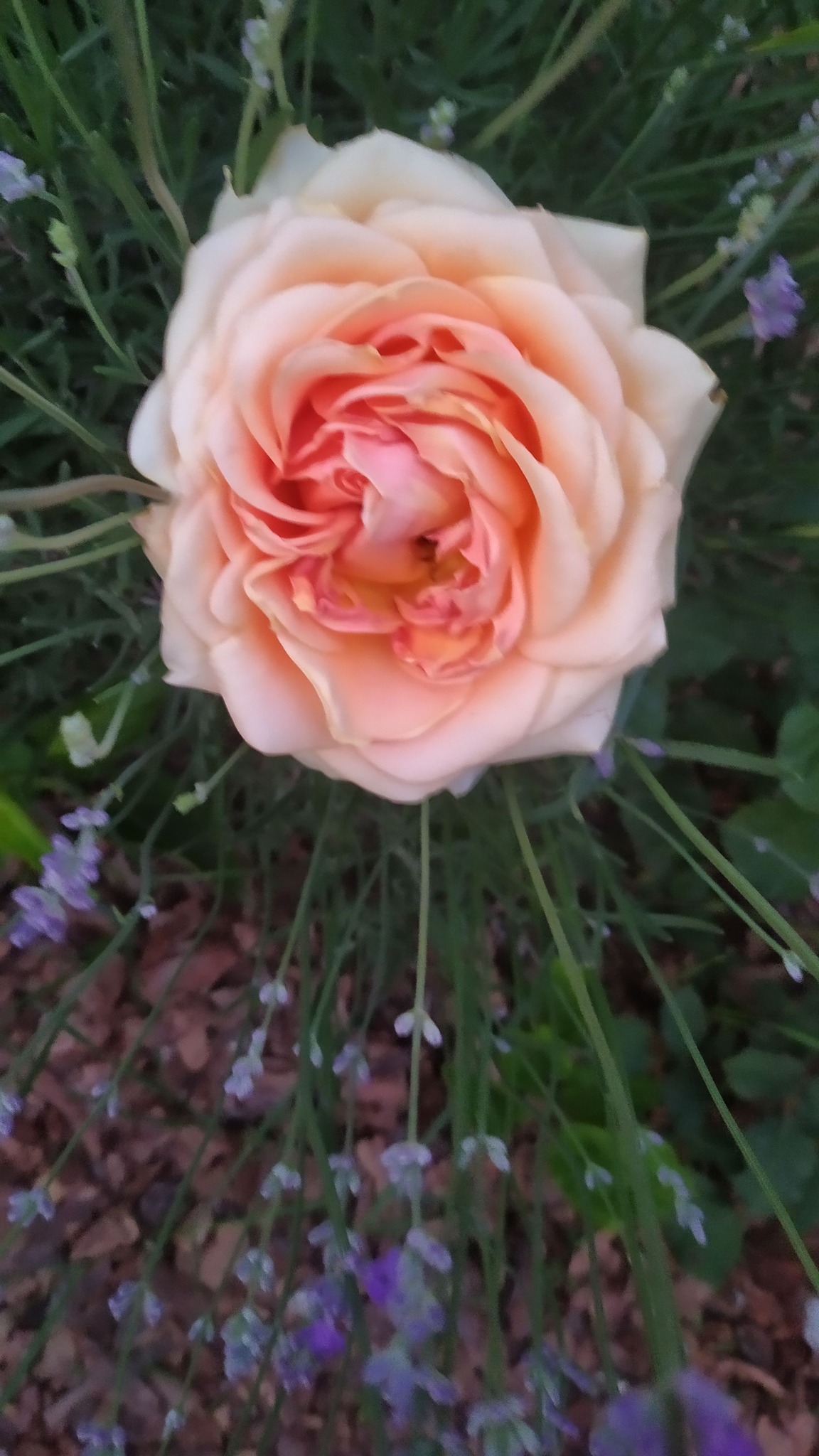 — Ви ж взяли гроші з материнської заначки, — здивувався Микола. — То гроші для нас всіх по рівну, а це гроші за хату. Ось давай нам нашу частку і розходимося з миром, роби з цим будинком, що хочеш. — Та де ми вам ще гроші візьмемо? – обурилася дружина Ніна. – Та й як знати, скільки вам віддати треба